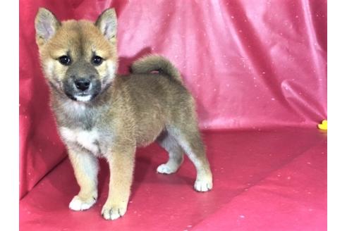 成約済の愛知県の柴犬-30201の2枚目