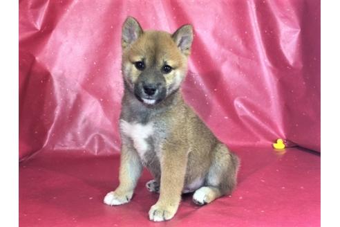 成約済の愛知県の柴犬-30201の3枚目