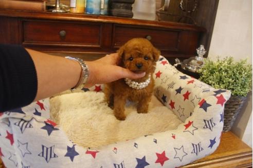 成約済の埼玉県のトイプードル-30795の4枚目