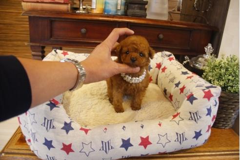 成約済の埼玉県のトイプードル-30795の1枚目