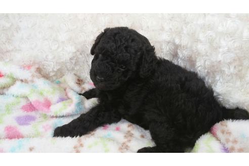 成約済の滋賀県のミックス犬-30803の1枚目