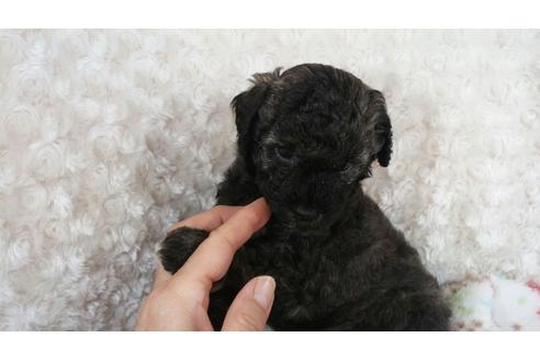 成約済の滋賀県のミックス犬-30805の2枚目