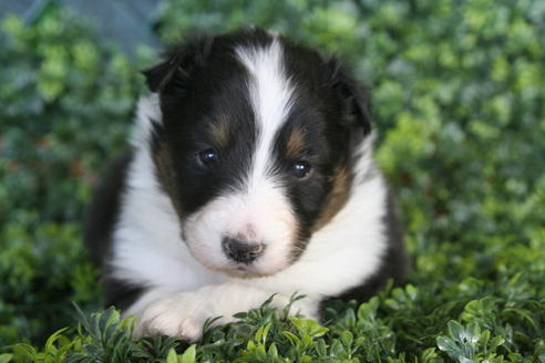 成約済の京都府のシェットランドシープドッグ(シェルティ)-30840の4枚目