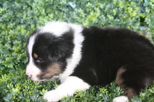 成約済の京都府のシェットランドシープドッグ(シェルティ)-30840の3枚目