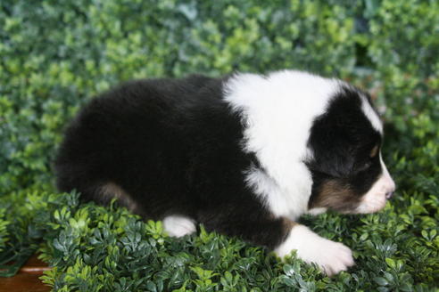 成約済の京都府のシェットランドシープドッグ(シェルティ)-30840の2枚目