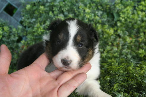 成約済の京都府のシェットランドシープドッグ(シェルティ)-30840の1枚目