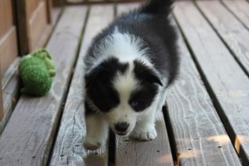 成約済の宮崎県のボーダーコリー-29638の3枚目