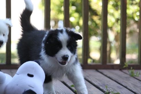 成約済の宮崎県のボーダーコリー-29638の2枚目