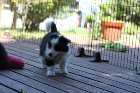 成約済の宮崎県のボーダーコリー-29638の1枚目