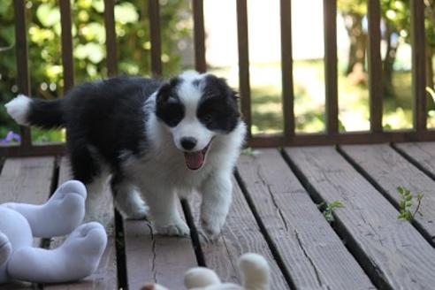 成約済の宮崎県のボーダーコリー-29635の5枚目