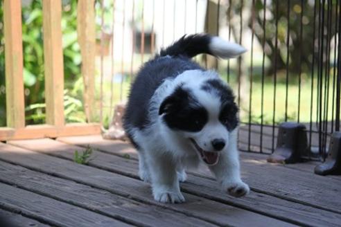 成約済の宮崎県のボーダーコリー-29635の3枚目