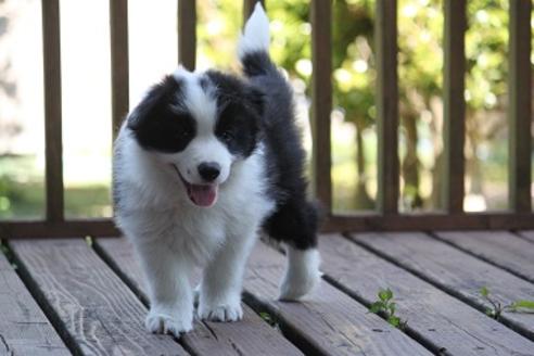 成約済の宮崎県のボーダーコリー-29635の2枚目