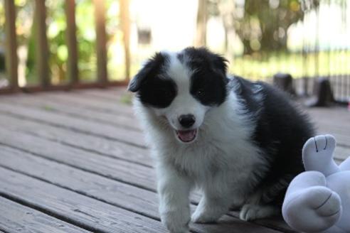 成約済の宮崎県のボーダーコリー-29635の1枚目