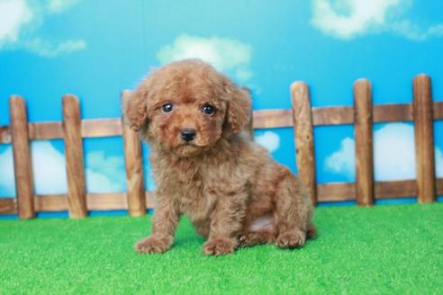 成約済の滋賀県のトイプードル-30854の2枚目