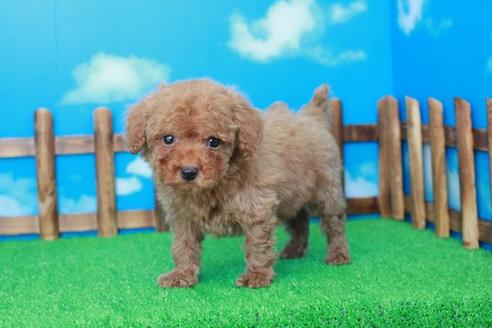 成約済の滋賀県のトイプードル-30854の1枚目