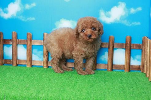 成約済の滋賀県のトイプードル-30855の2枚目