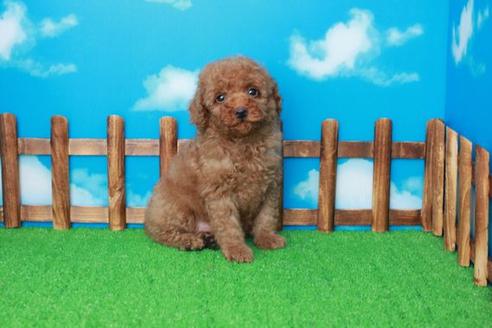 成約済の滋賀県のトイプードル-30855の1枚目