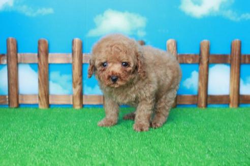 成約済の滋賀県のトイプードル-30858の2枚目