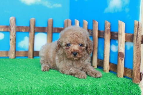 成約済の滋賀県のトイプードル-30858の1枚目