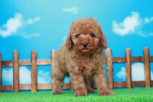 成約済の滋賀県のトイプードル-30859の1枚目