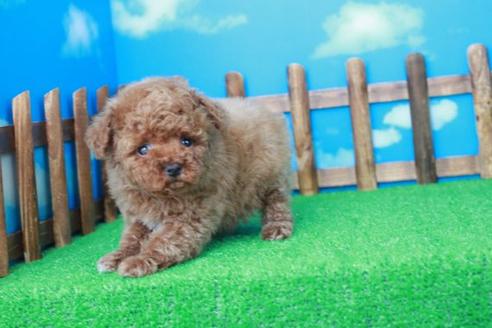 成約済の滋賀県のトイプードル-30860の1枚目