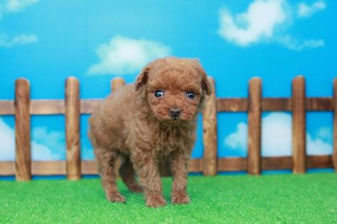 成約済の滋賀県のトイプードル-30861の2枚目