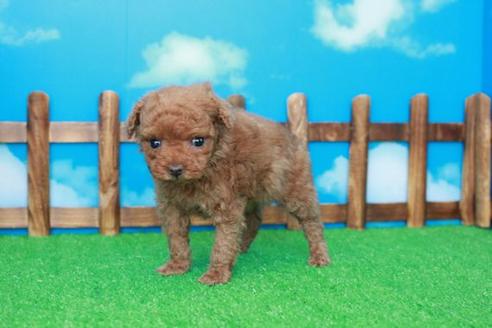 成約済の滋賀県のトイプードル-30861の1枚目