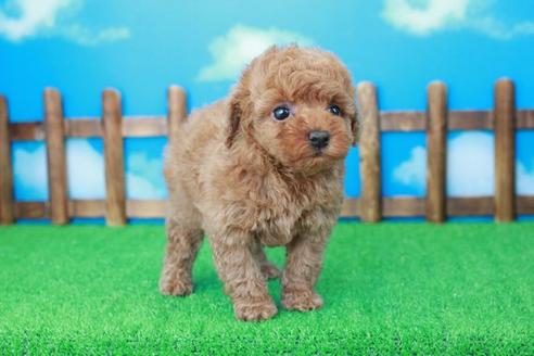 成約済の滋賀県のトイプードル-30862の2枚目