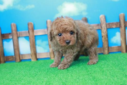 成約済の滋賀県のトイプードル-30862の1枚目