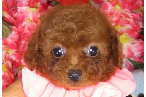 成約済の茨城県のトイプードル-30872の5枚目