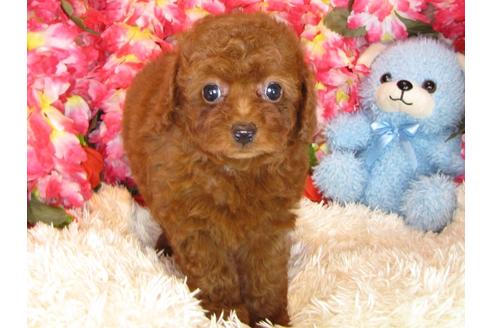 成約済の茨城県のトイプードル-30872の1枚目