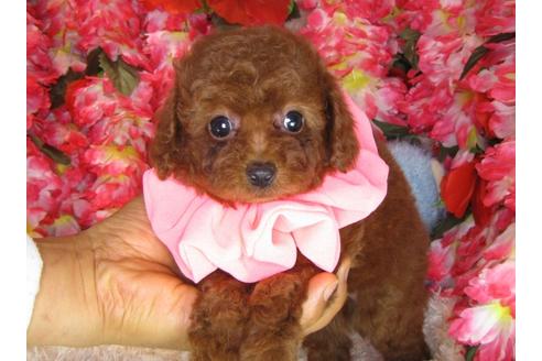 成約済の茨城県のトイプードル-30872の2枚目