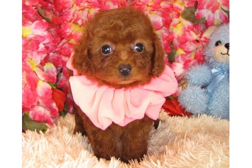 成約済の茨城県のトイプードル-30872の4枚目