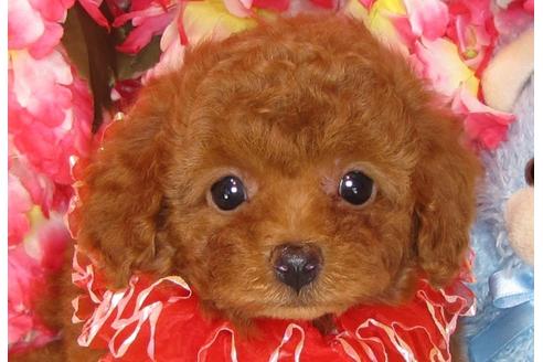 成約済の茨城県のトイプードル-30873の1枚目