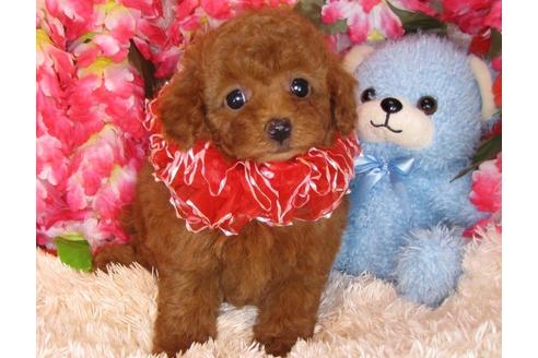 成約済の茨城県のトイプードル-30873の3枚目