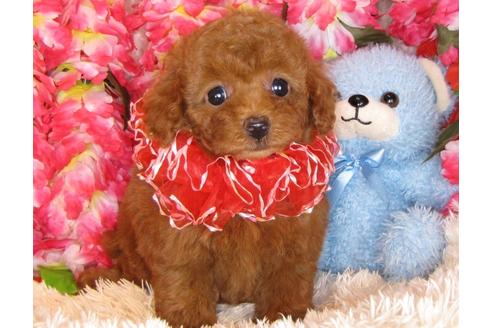 成約済の茨城県のトイプードル-30873の4枚目