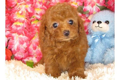 成約済の茨城県のトイプードル-30873の5枚目