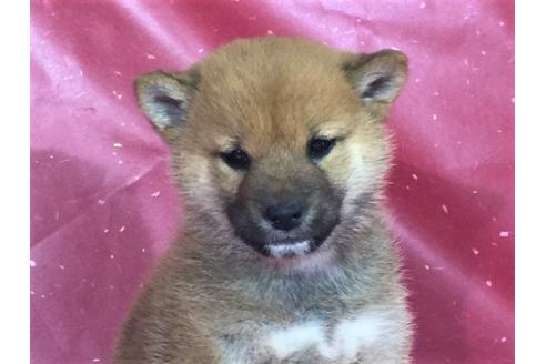 成約済の愛知県の柴犬-30877の3枚目