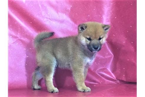 成約済の愛知県の柴犬-30877の2枚目