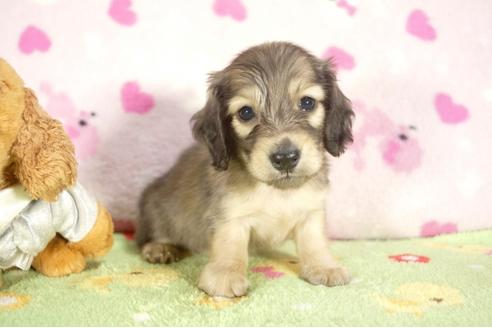 成約済の兵庫県のミニチュアダックスフンド-30885の1枚目