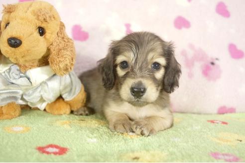 成約済の兵庫県のミニチュアダックスフンド-30885の2枚目