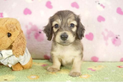 成約済の兵庫県のミニチュアダックスフンド-30885の3枚目