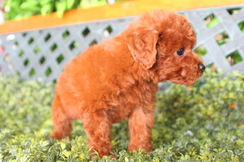 成約済の京都府のトイプードル-30946の4枚目