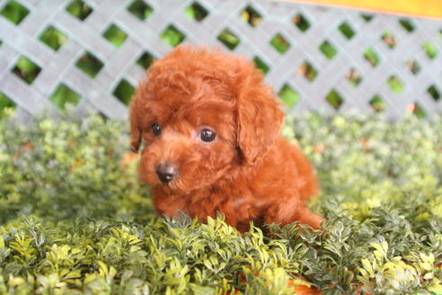 成約済の京都府のトイプードル-30946の2枚目