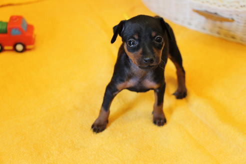 成約済の愛知県のミニチュアピンシャー(ミニピン)-30228の5枚目