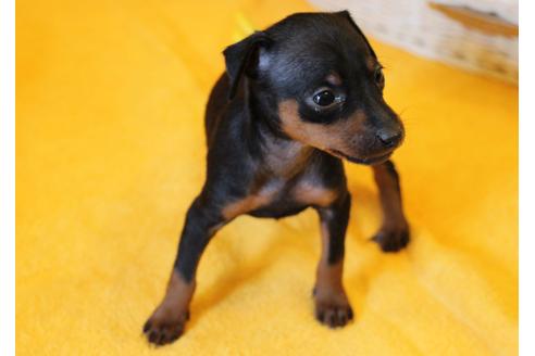 成約済の愛知県のミニチュアピンシャー(ミニピン)-30228の4枚目