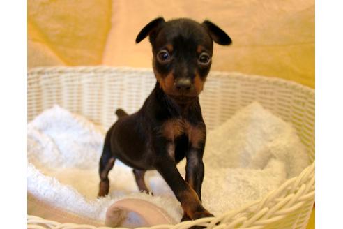 成約済の愛知県のミニチュアピンシャー(ミニピン)-30228の3枚目