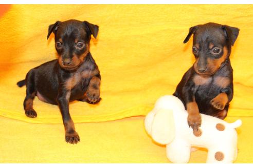 成約済の愛知県のミニチュアピンシャー(ミニピン)-30228の2枚目