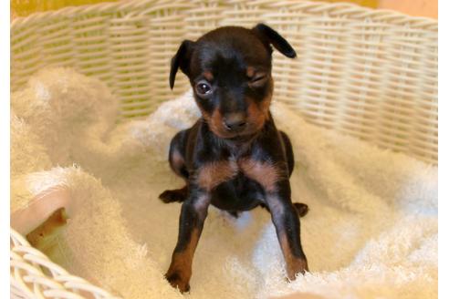 成約済の愛知県のミニチュアピンシャー(ミニピン)-30228の1枚目