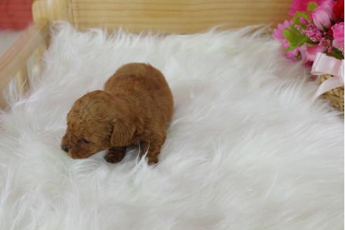 成約済の千葉県のトイプードル-30970の3枚目
